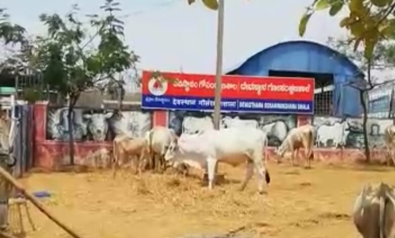 శ్రీశైలం గోశాలలో గోవులపై చిరుత దాడి.? శ్రీశైలం గోశాలలో గోవులపై చిరుత దాడి.?